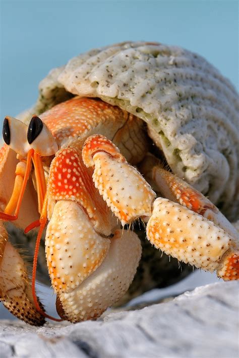 Hermit Crab Without Shell