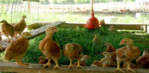 All About Pastured Poultry - River Cottage Farm