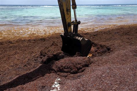 Health Dangers of Florida Seaweed Blob - Newsweek