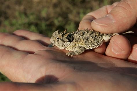 Free picture: texas, horned, lizard, phrynosoma, cornutum, up-close, high, definition, lizard ...