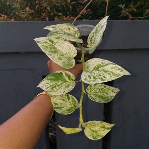 Jual Sirih Gading Epipremnum Aureum Marble Queen And Epipremnum