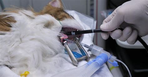 Endoscopy The Cat Specialist Veterinary Clinic