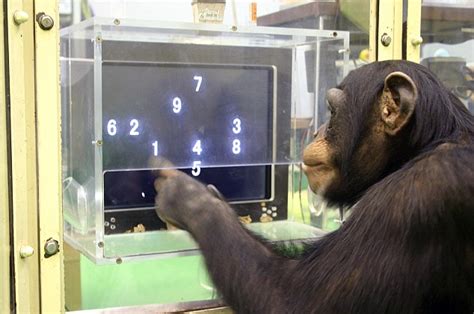 Apes Can Recognise The Written Word And Even Make Plans For The