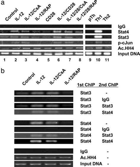 Effect Of Csa And Rapamycin On Il Induced Recruitment Of