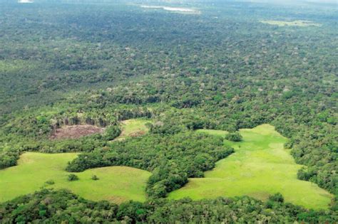 Bosque amazónico perdió un área equivalente a Chile en los últimos 34