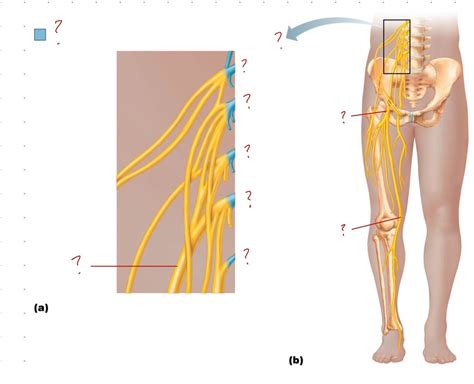 Lumbosacral Anterior Diagram Quizlet