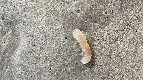 Strange Sea Creatures Keep Washing Up On SoCal Beaches – NBC Los Angeles