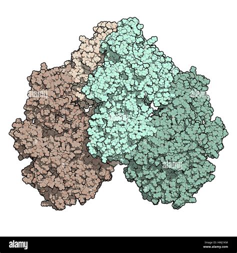 Enzyme hydrolysis Cut Out Stock Images & Pictures - Alamy