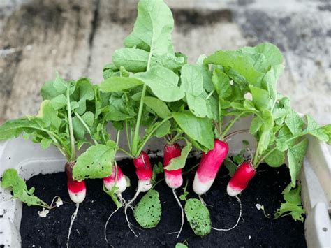 Como Cultivar Rábanos Trucos De Jardineria