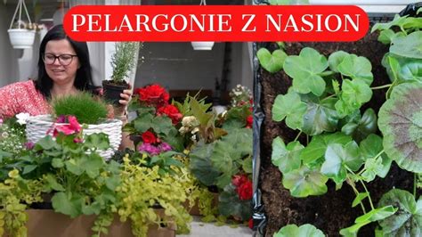 Jak Sia Pelargonie Uprawa Pelargonii Z Nasion Co Sia W Lutym