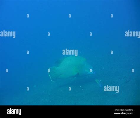 Napoleon Wrasse Cheilinus Undulatus Stock Videos Footage Hd And K