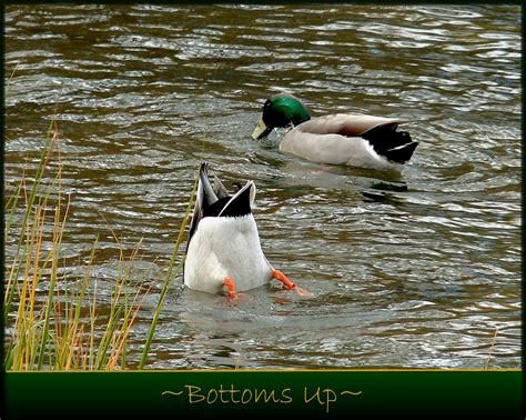 Bottoms Up Mallard Ducks Reaching For Some Food At The Flickr