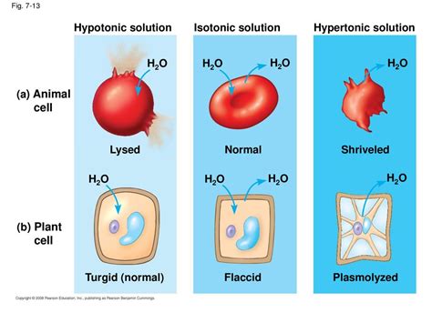 Membrane Structure And Function Ppt Download