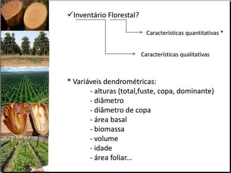 Invent Rio Florestal Em Plantios De Mogno Africano Msc Andressa