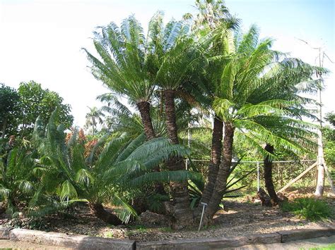 Home And Garden : Cycas circinalis