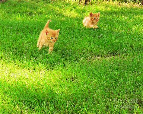 Romping Kittens Photograph by Pet Serrano - Fine Art America