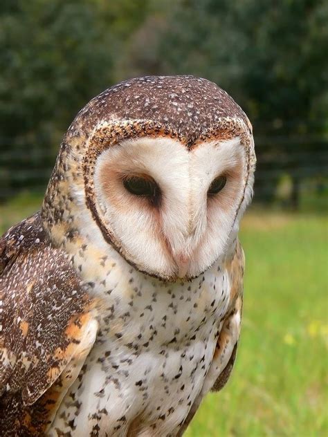 Masked Owl Alchetron The Free Social Encyclopedia