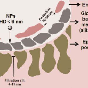 Schematic Structure Of The Glomerular Filtration Barrier Glomerular