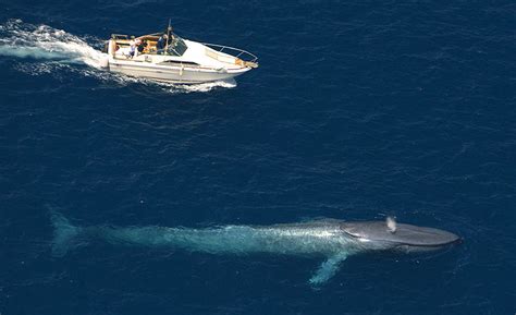 blue-whale-aerial-view