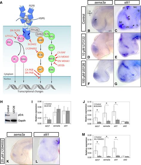 Pi3k Inhibition Decreases Both Sema3a And Slit1 Expression In The