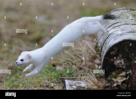 Ermine, Stoat, Short-tailed weasel (Mustela erminea), in winter coat ...