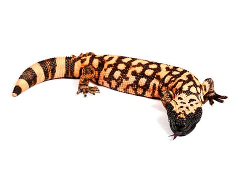 Gila Monster Heloderma Suspectum Reptiletalk Net