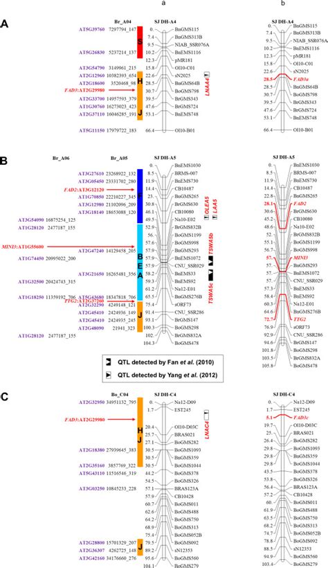 Candidate Genes Underlying The QTLs Identified Through Comparative