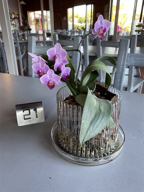 Orchitop I Migliori Vasi Per Orchidee In Policarbonato Made In Germany