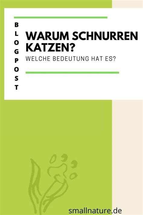 Warum Wie Katzen Schnurren Welche Bedeutung Hat Es Warum