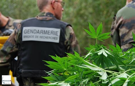 France La Guerre Contre Le Trafic De Cannabis Est Elle Perdue Les