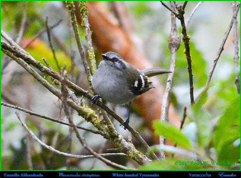 White Banded Tyrannulet Mecocerculus Stictopterus At The Yanacocha