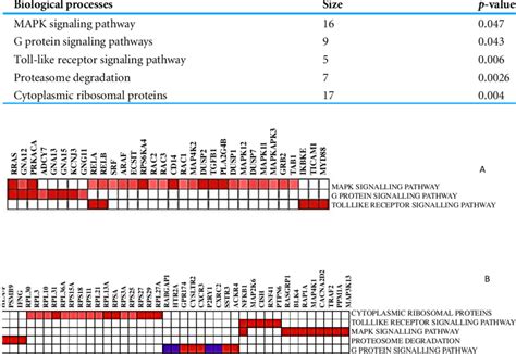 Enriched Biological Processes For The Most Correlated Genes With Rhbdf2 Download Scientific