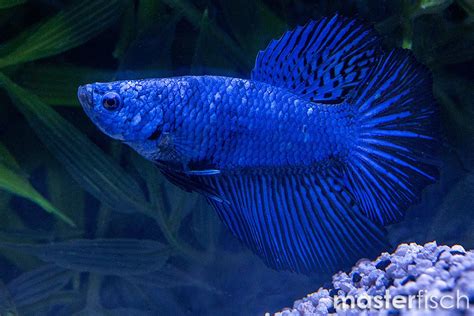 Combattant Halfmoon Dragon HMPK Betta Splendens MasterFisch