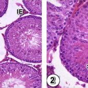 Light Micrographs Of Control Rat Testes Fig Showing Regularly