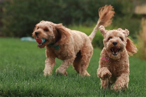 Cavapoo Dog Breed Facts & Information | Rover.com