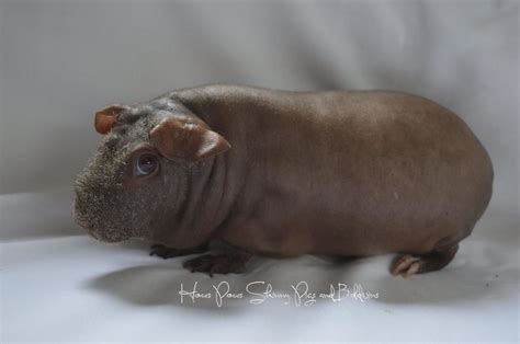Skinny Pig Sows Skinny Pig Imagesfor Sale Skinny Pig Bors Werewolf