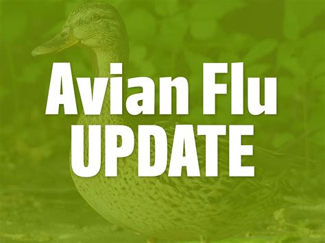 Avian Flu Update All Seasons Wild Bird Store