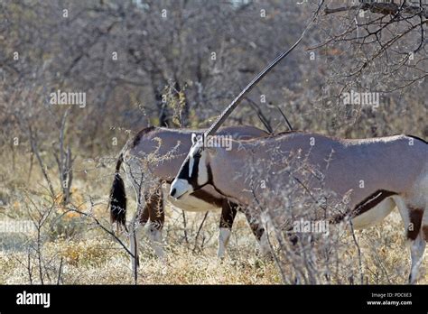 Gemsbok Or South African Oryx Oryx Gazella In Etosha National Park