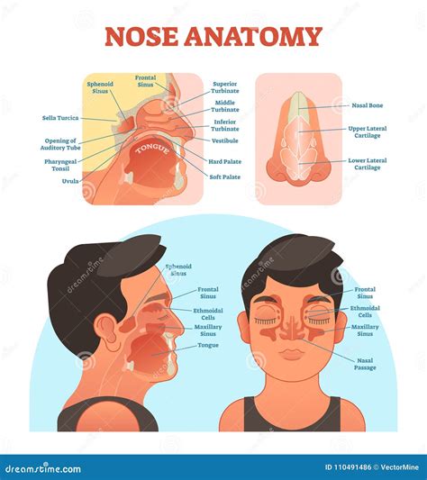 Ethmoid Bone Labeled Nasal Septum