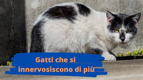 Gatti Arrabbiati E Irascibili Le Razze Feline Che Tendono A