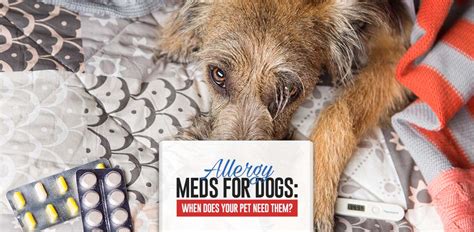 Allergy Meds For Dogs: When Does Your Dog Need Them?