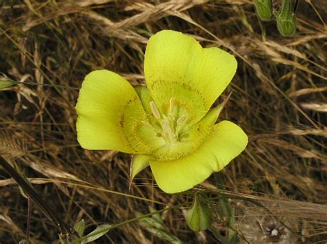 Calochortus luteus | Pacific Bulb Society