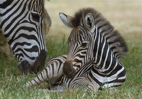 Baby Zebra Foals