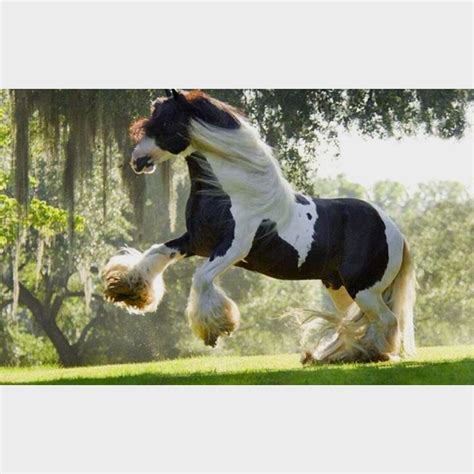 17 Best Images About Clydesdale On Pinterest Show Horses Shire Horse
