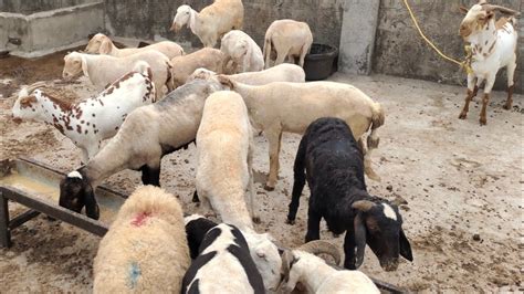 Multiple Goats In Hyd Telangana Baby Sheep Rampuri Baby Sheep