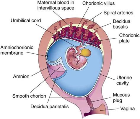 3 Fetal Development Nurse Key