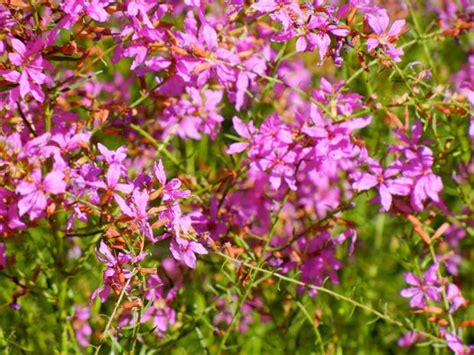 Lythrum Virgatum Dropmore Purple Online Flower Garden