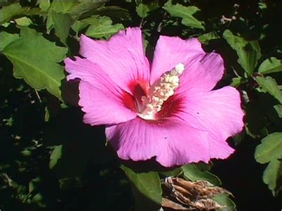 Hibiscus Syriacus Seeds