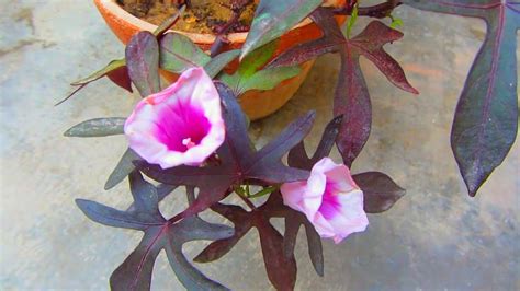 How To Grow Ornamental Sweet Potato Vine Youtube