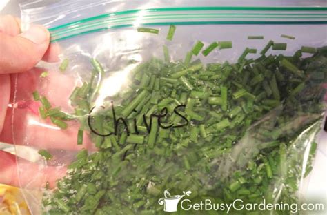 How To Freeze Chives 2 Easy Methods Get Busy Gardening